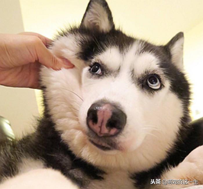 事实证明，不管是大型犬还是小型犬，养只二哈才是最省钱的