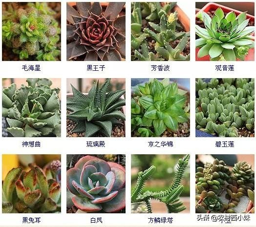 144种常见多肉植物品种名称图鉴,500种多肉植物名称大全
