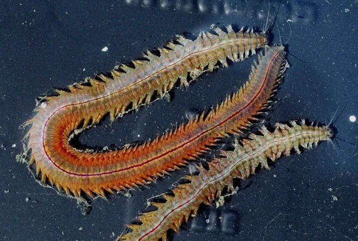 博比特虫瞬间将一条鱼拖入海底,有捕食博比特虫的动物吗