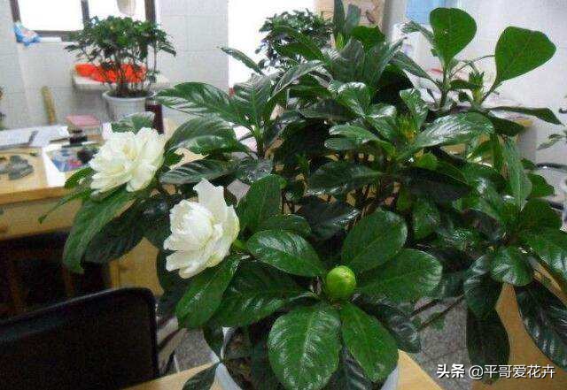 栀子花黄叶的原因及解决办法,栀子花叶片少叶子边缘发黄怎么办