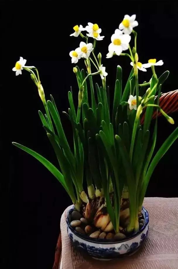 山花野鸟｜园林花语