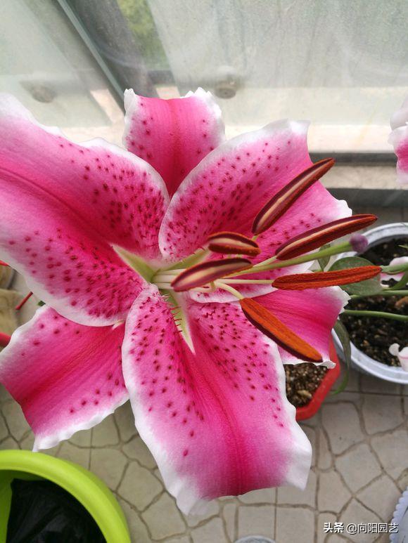 把百合种在花盆里能不能浇水,花无缺水溶肥种植百合