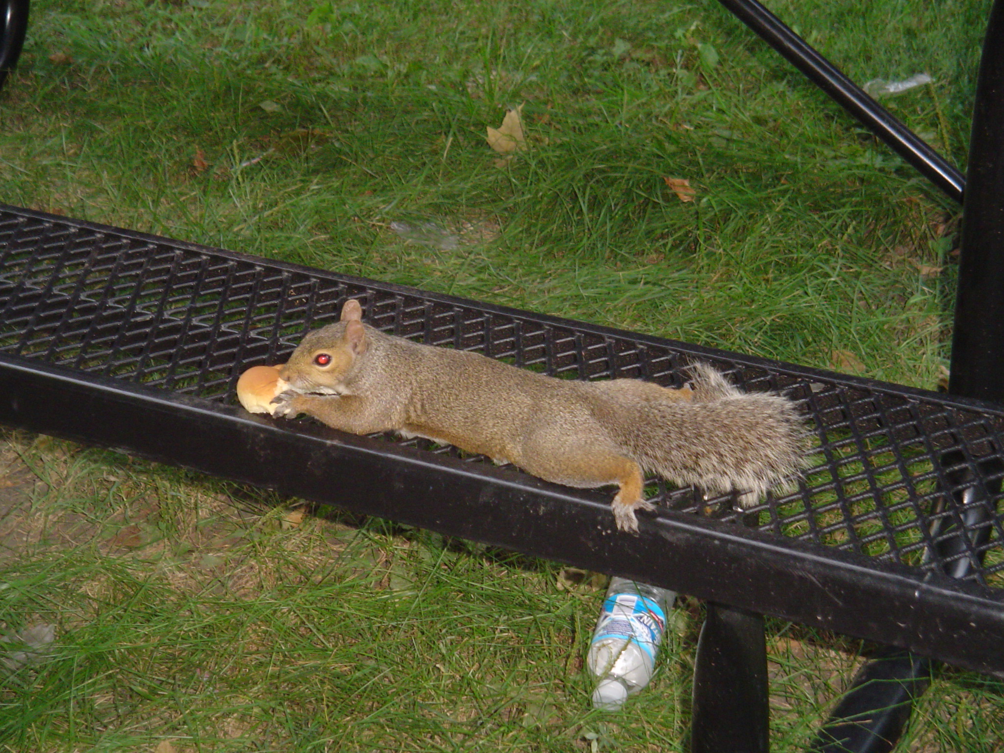 我的“大尾巴”，你在异国他乡还好吗？