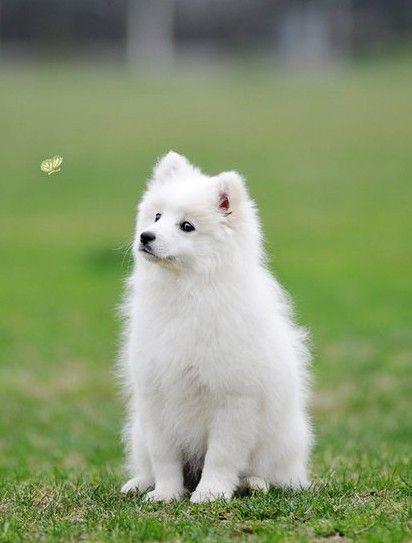 五种狗狗汪星人,十大最受欢迎的大型狗狗排名