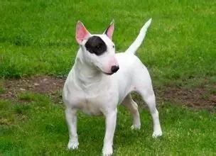 这六种狗狗有你不知道的特殊能力,盘点那些奇形怪状的狗狗