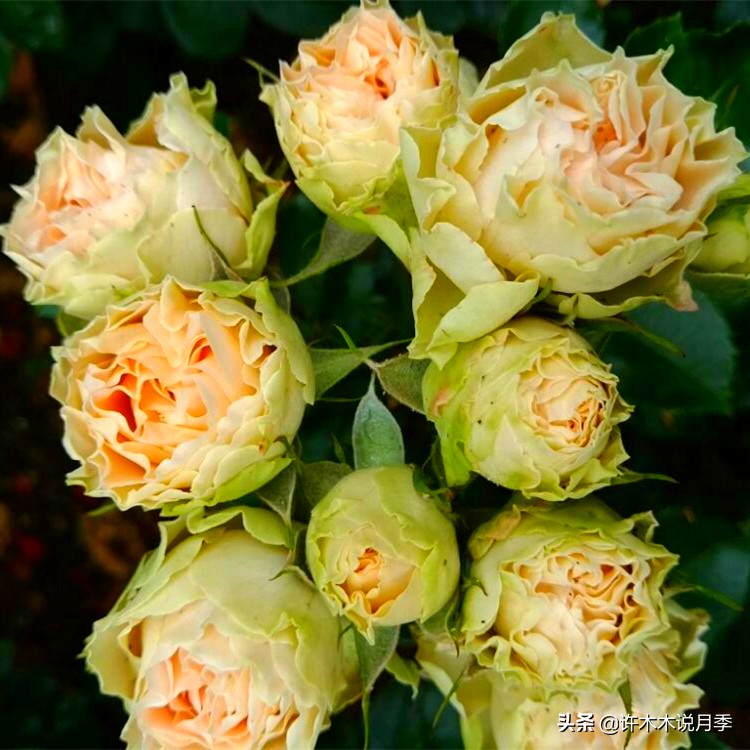 新手月季种植手册，牢记这6点，不死苗、开花多。新手收藏备用