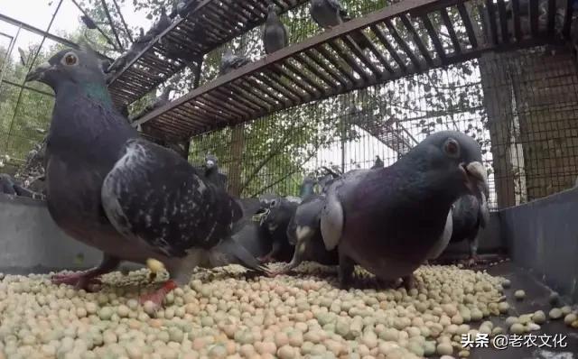 养蛋鸽500只投资多少钱,新手养鸽投资