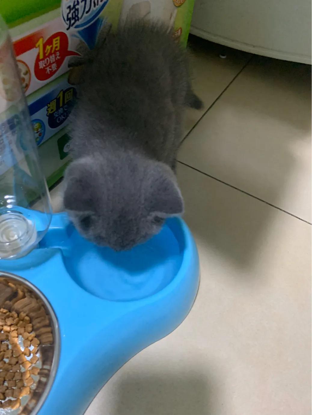 养一只英短蓝猫需要花多少钱,新手养英短蓝猫的十大忠告