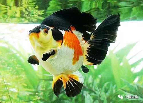 手把手教你打造真正的生态缸,如何打造一个20厘米的生态缸