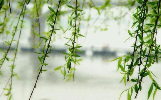 清明节诗词手抄报文字内容,关于清明节的古诗词大全四年级