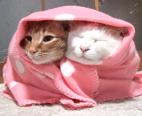 小雪｜养精气就靠它了，这杯茶专治各种寒