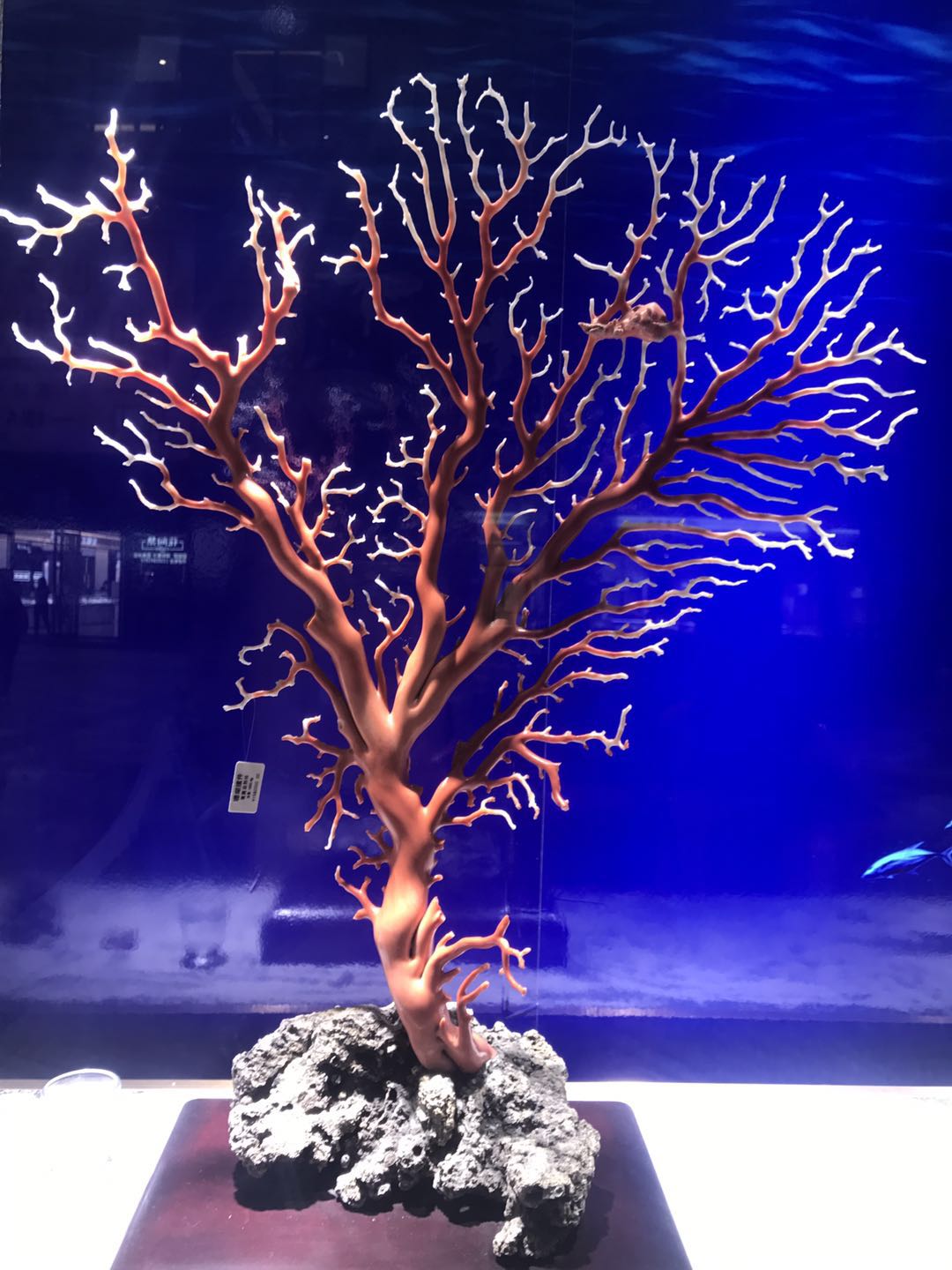 珠宝中有生命的灵物珊瑚,深海珠宝珊瑚