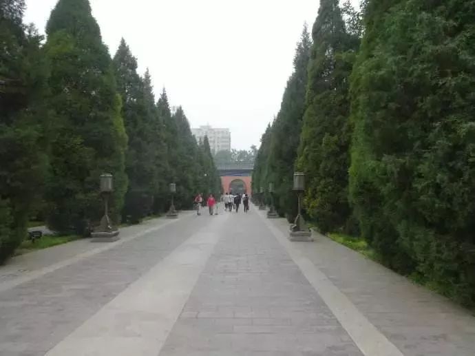 月坛银杏,月坛公园有银杏吗