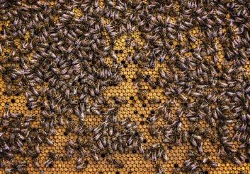 蜜蜂越养越少是怎么回事,蜜蜂到冬季越养越少怎么回事