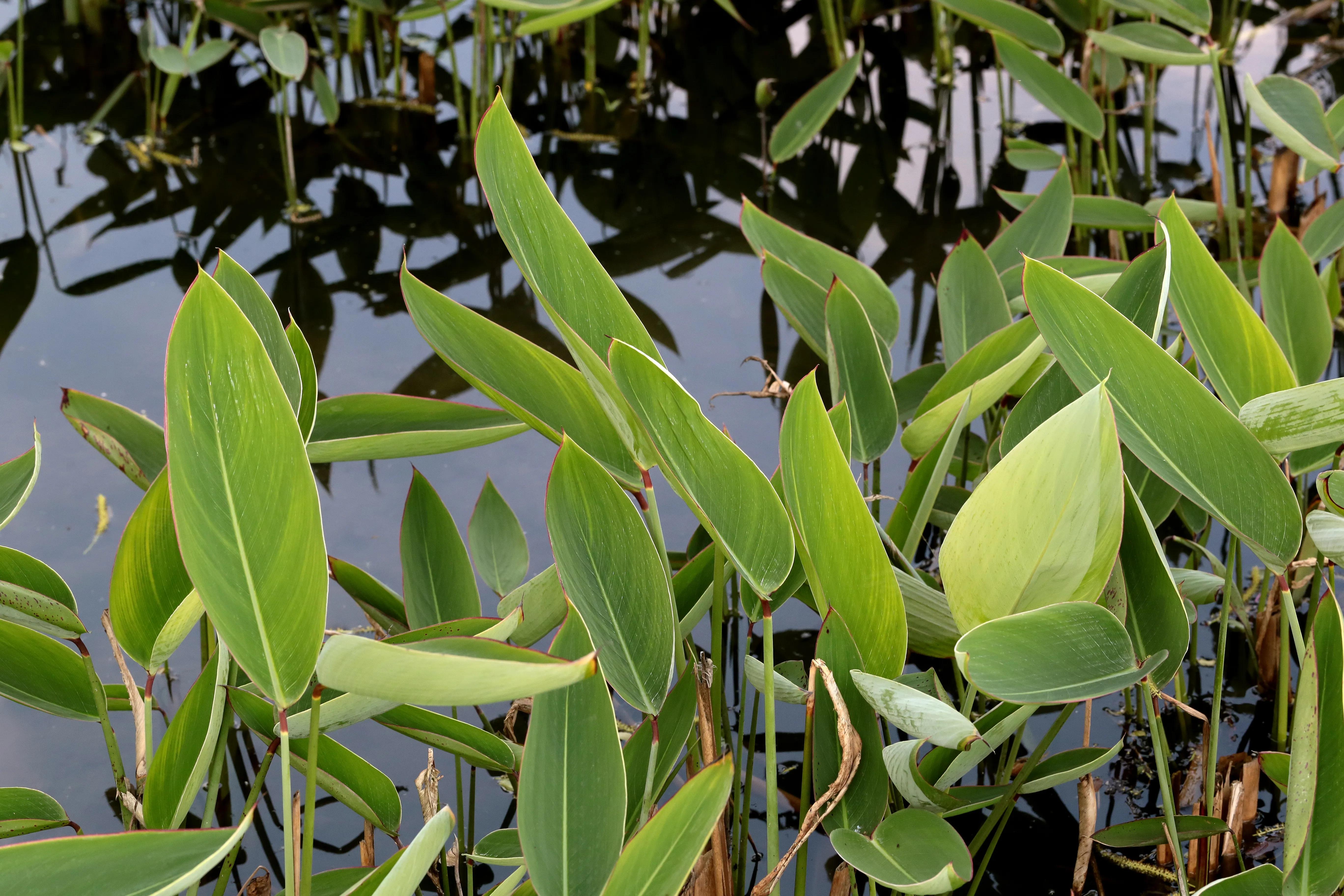 西溪湿地花朝节花草集（2）