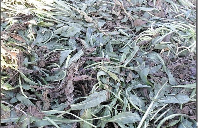 湖南的茶叶有哪些品种,子非羽茶叶品种和价格