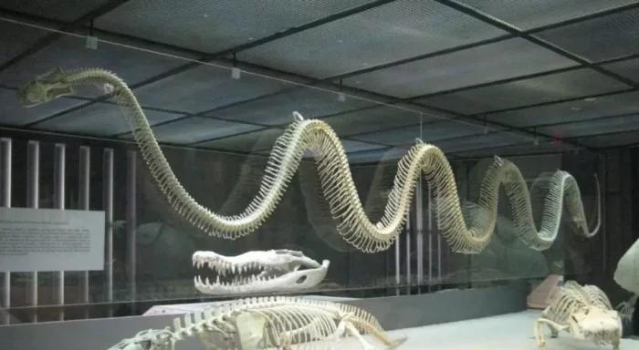 蛇洞里发现了一条世界上最大的蛇,亚马逊最大的蛇是什么蛇