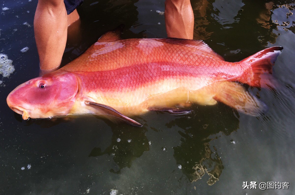 大鱼海棠第一部国漫,最好看的国漫大鱼海棠