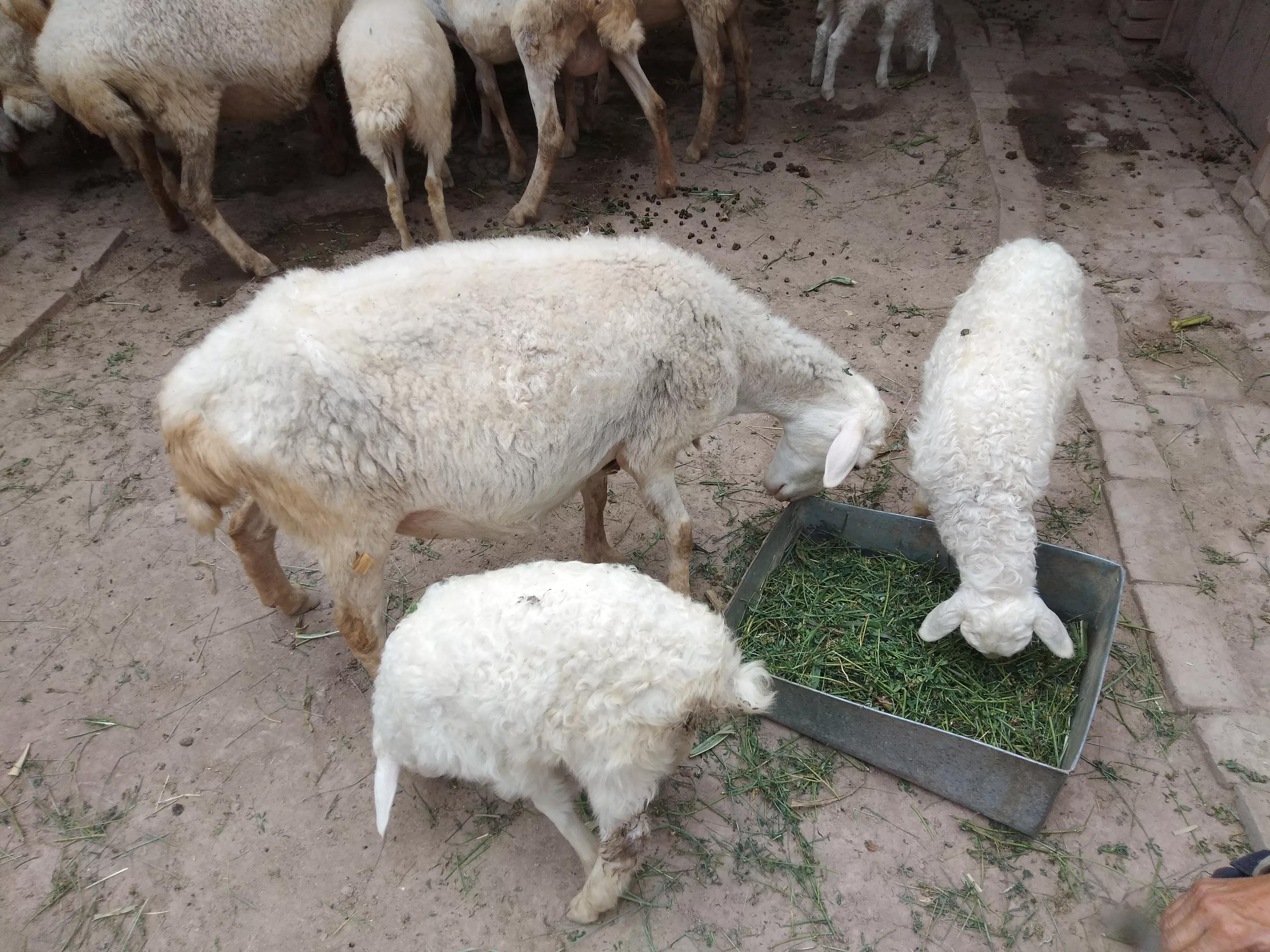 养殖山羊的前景如何呢,养殖山羊真的能赚钱吗