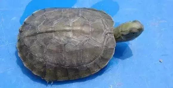 三线闭壳龟和潘氏闭壳龟区别,金头闭壳龟和三线闭壳龟同池