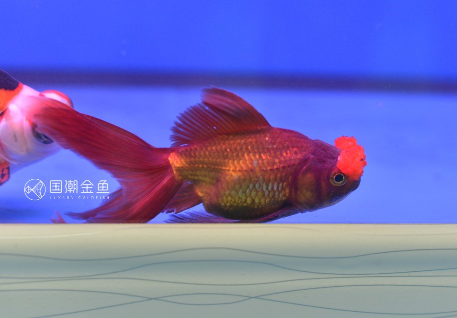 怎么养鱼缸里的鱼成活率才高,小鱼缸养什么鱼好养活新手