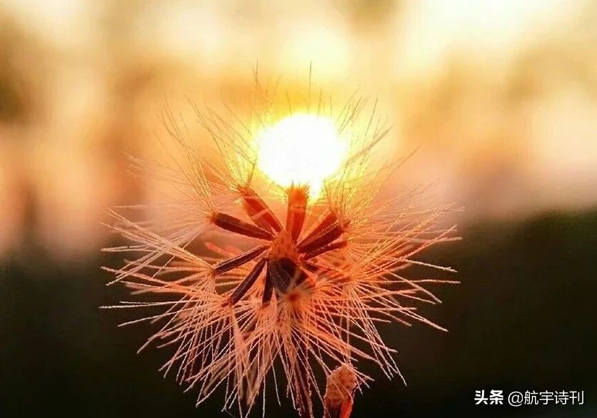 薄荷淡香原创诗歌（08060期）