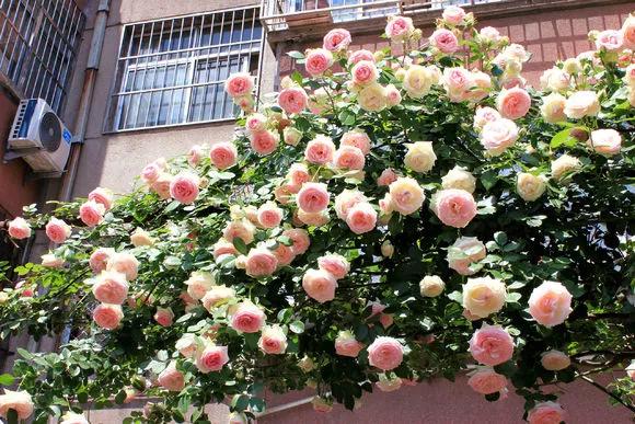 3种极品爬墙花30天爬满庭院,多季开花的爬墙花卉哪些最好养