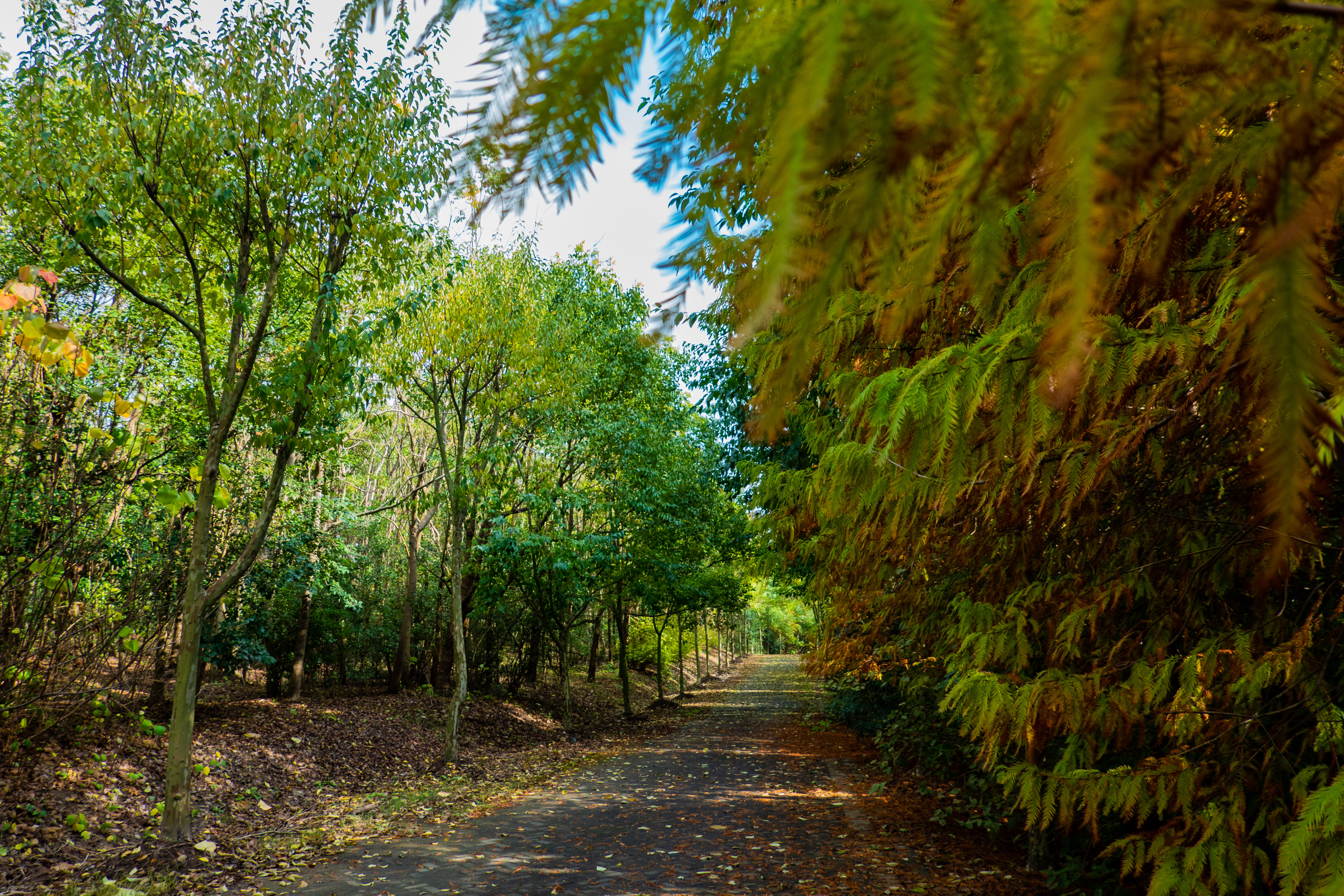 奉贤海湾森林公园露营攻略,露营基地奉贤