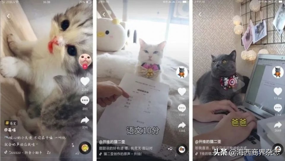 2020年最“吸金”行业：撸猫吸狗，成就千亿消费市场