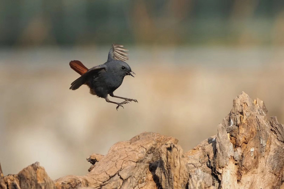 被飞舞灵动的小鸟抓住了心静心老师的奥林巴斯拍鸟故事