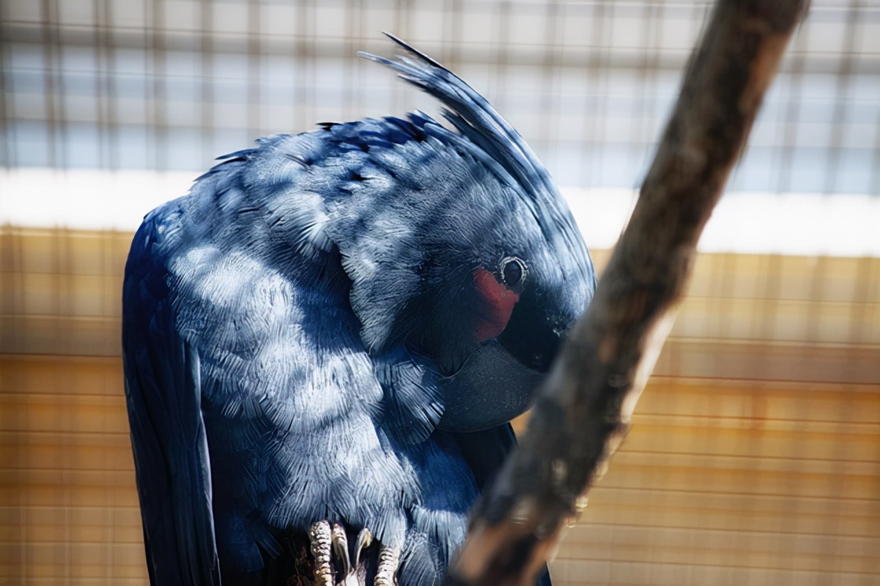 世界十大最贵宠物世界上最贵的宠物是什么