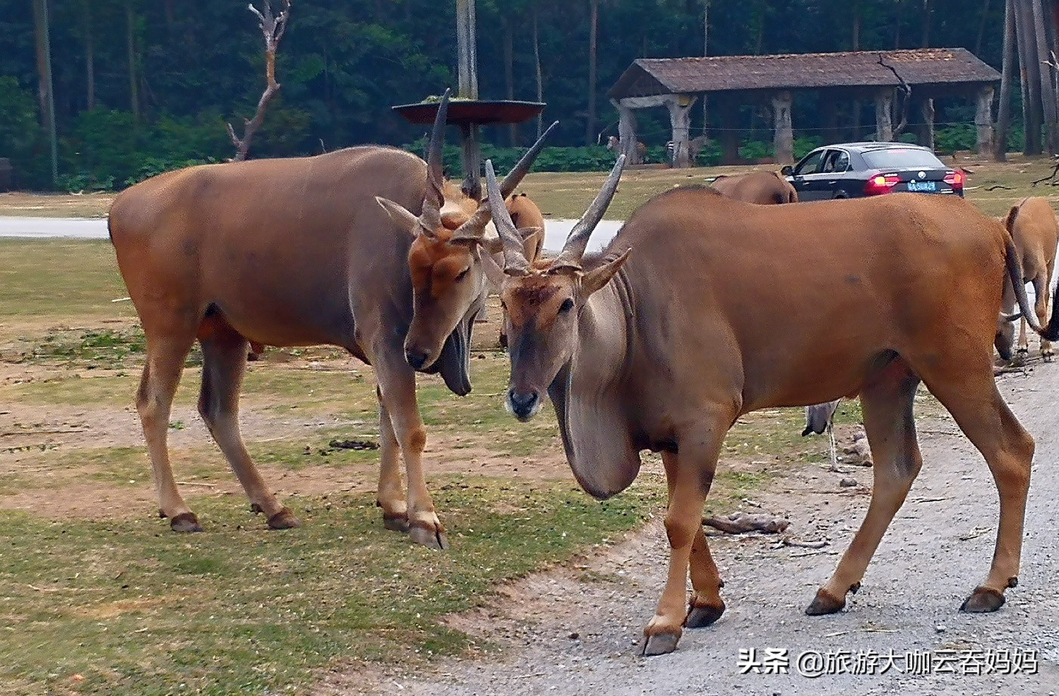去广州长隆带孩子玩哪个景区,长隆旅游攻略现在开放吗