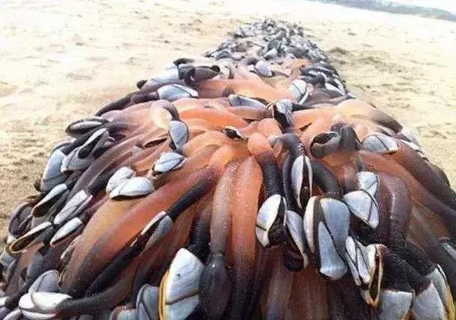 全世界最贵的海鲜排行榜,世界上最贵的海鲜十大排名