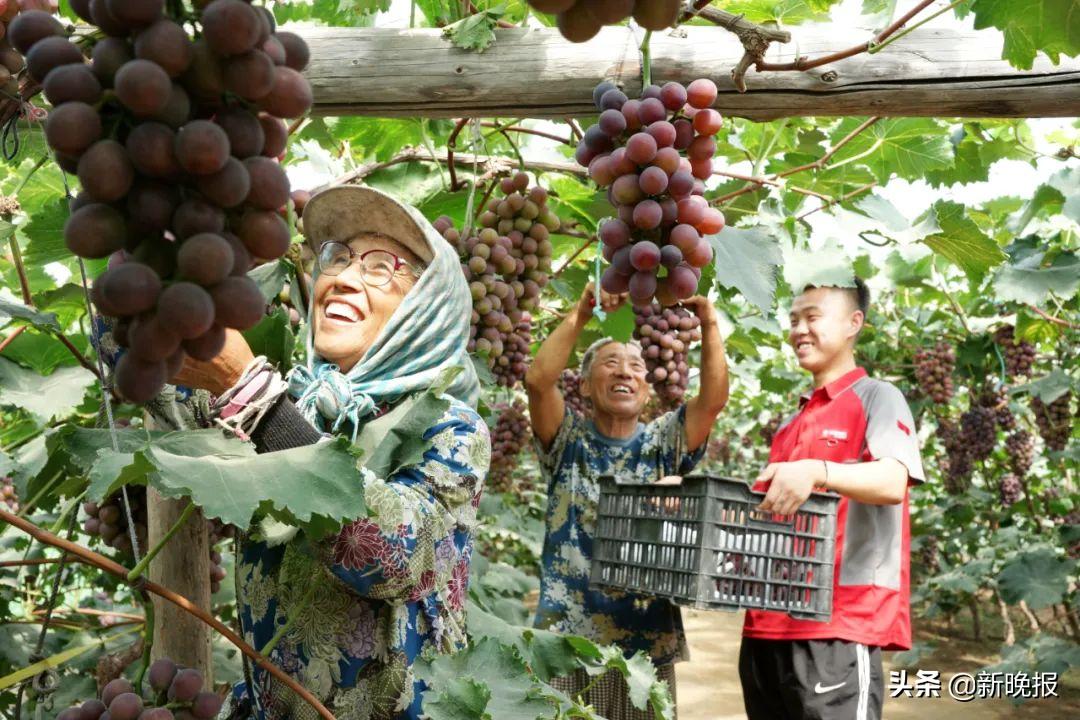 京东打通线上线下助力乡村振兴,京东助力乡村振兴和政府如何合作