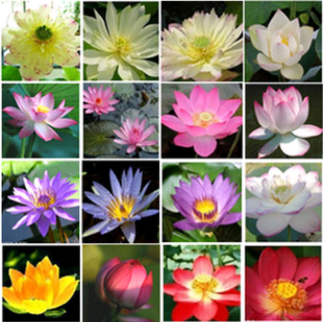 这“38种花”，当你开始收集品种时，你已入坑颇深