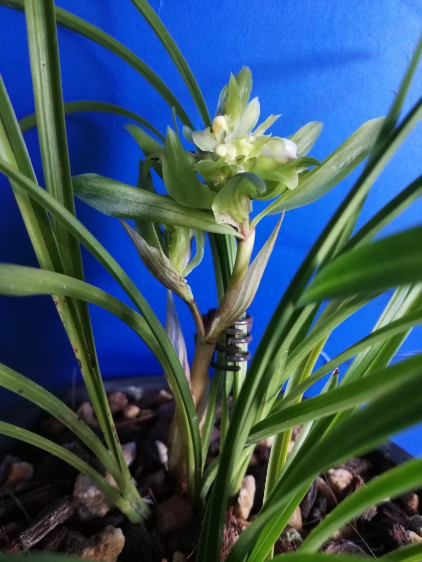 带浓郁香味的兰花,哪些兰花的香气很浓郁推荐几种
