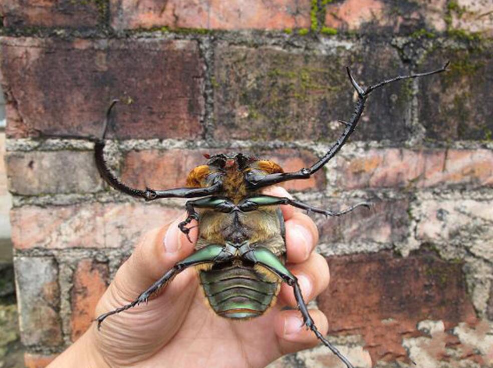 阳彩臂金龟灭绝原因,靖安县发现阳彩臂金龟