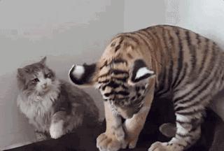 猫科里猫和老虎长得最像,老虎是猫科动物中最大最厉害的吗