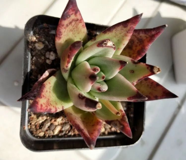 大四老学姐的寝室生活,养肉路上的真实感受