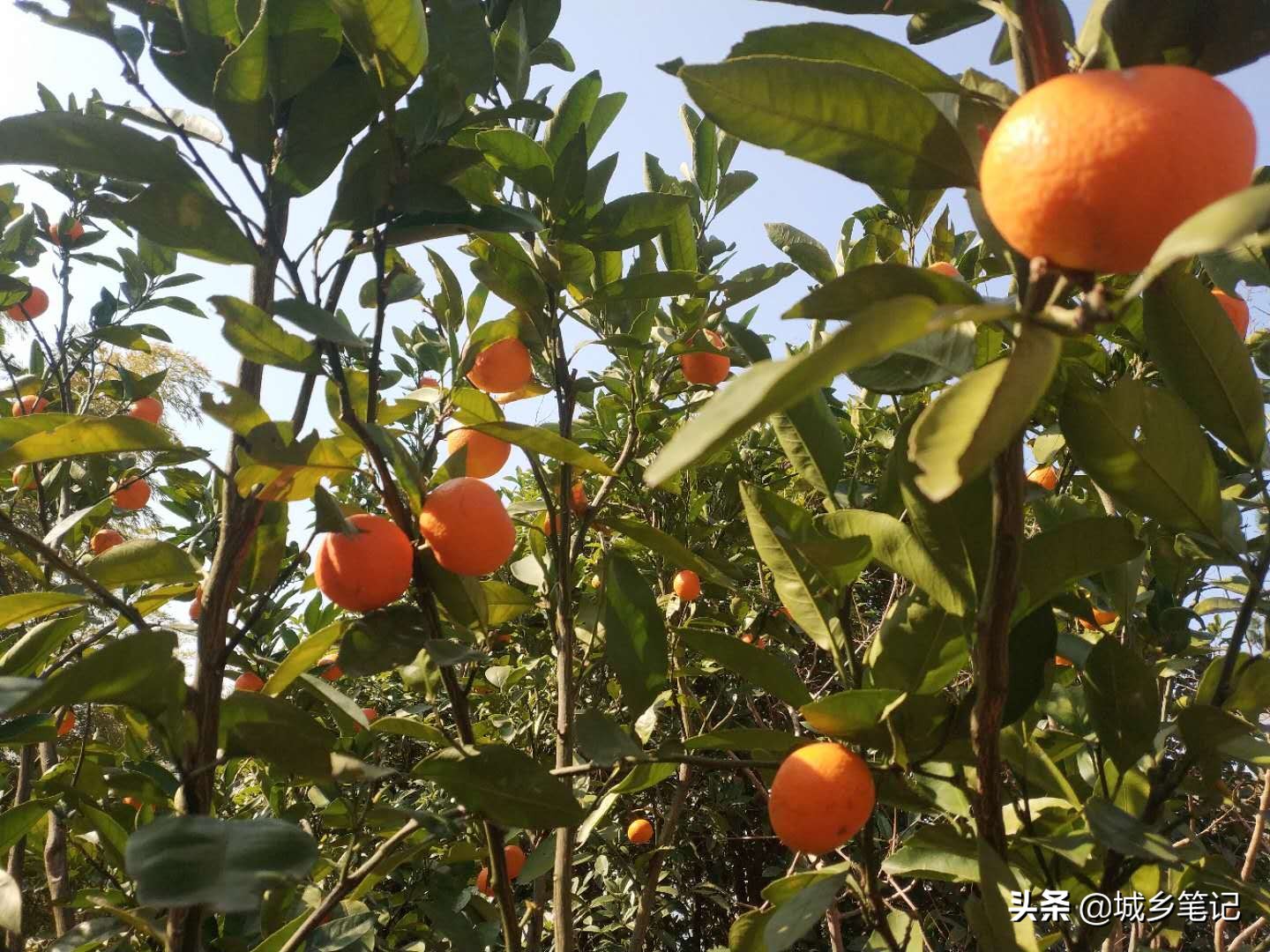 田翔｜报告文学：挺身而出的农行人