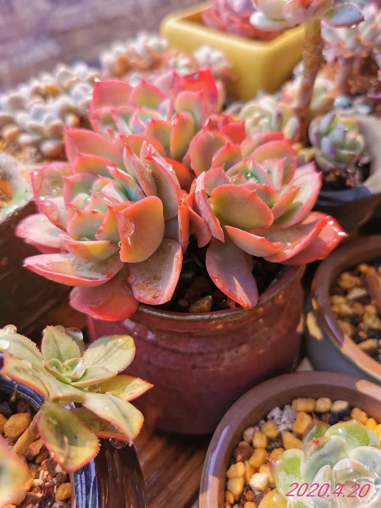 人生就像养多肉一样,人生如同养多肉时间不会怠慢