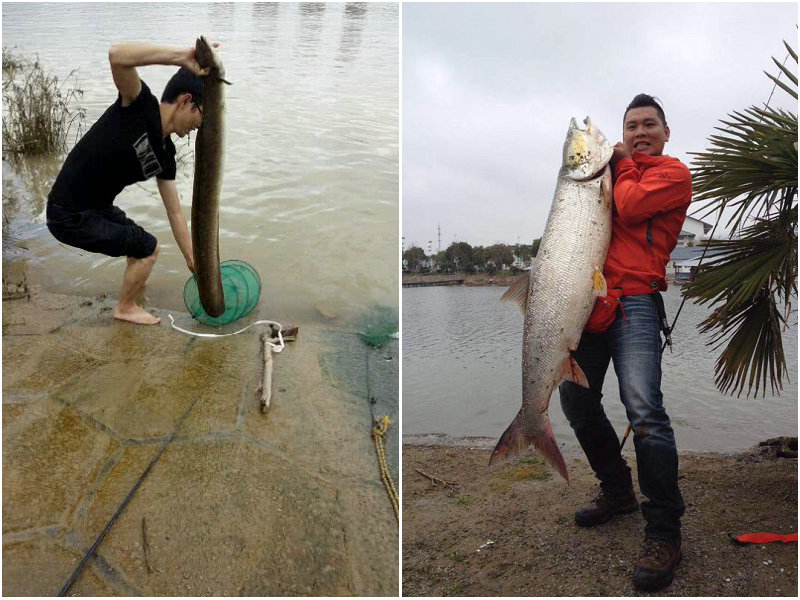 野外徒手抓巨型鳝鱼,广西人捕捉十多斤黄鳝