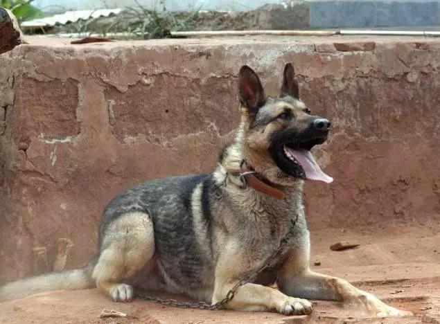 45种狗狗,45种狗狗很难得一见你认识几种