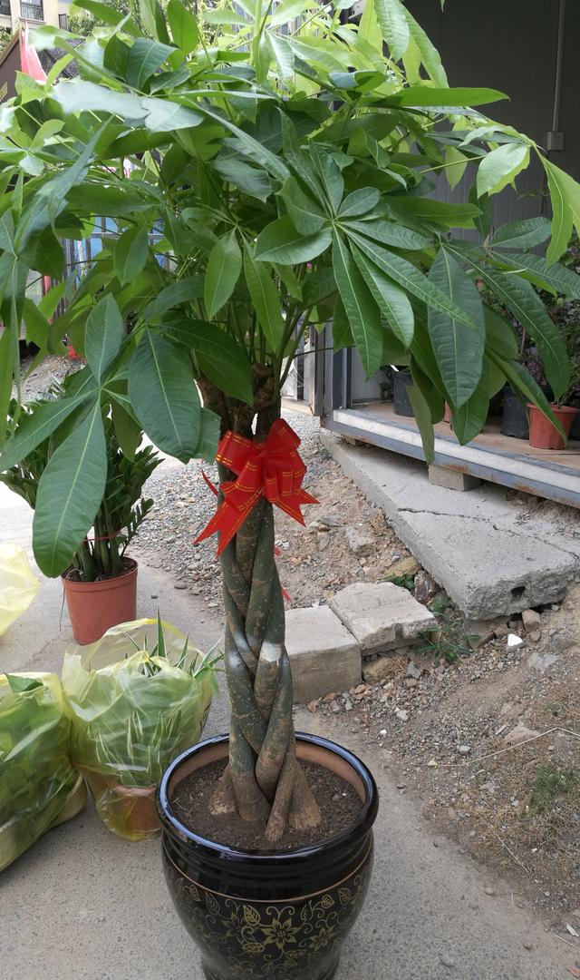 开业送什么植物花卉盆栽,店开业送什么盆栽植物大气