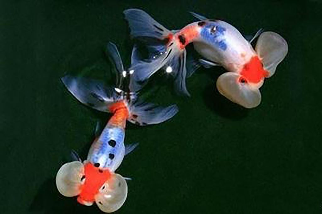 金鱼常见易养品种,什么金鱼好养又容易活