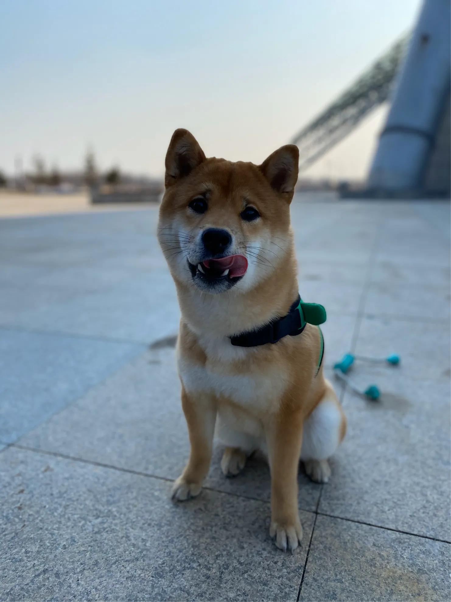 养柴犬的禁忌有哪些,柴犬吃狗粮的禁忌