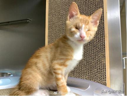 双目失明的猫咪好养吗,瞎了一只眼睛的猫能养吗