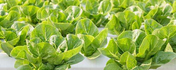 阳台无土栽培蔬菜种植架安装,阳台无土栽培蔬菜技术