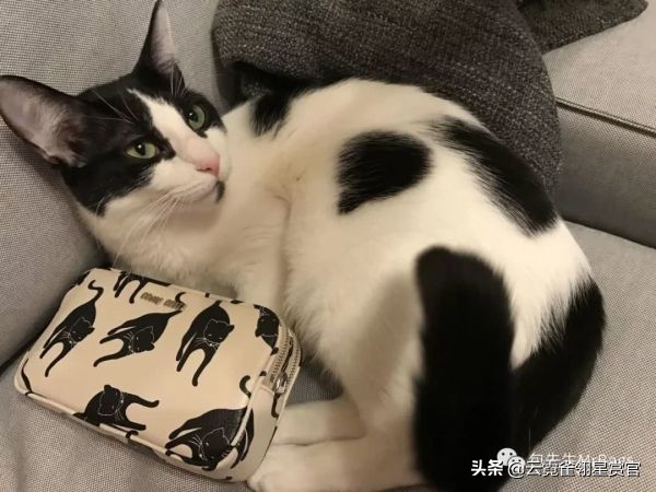 好看又大的宠物包,超好看的宠物包