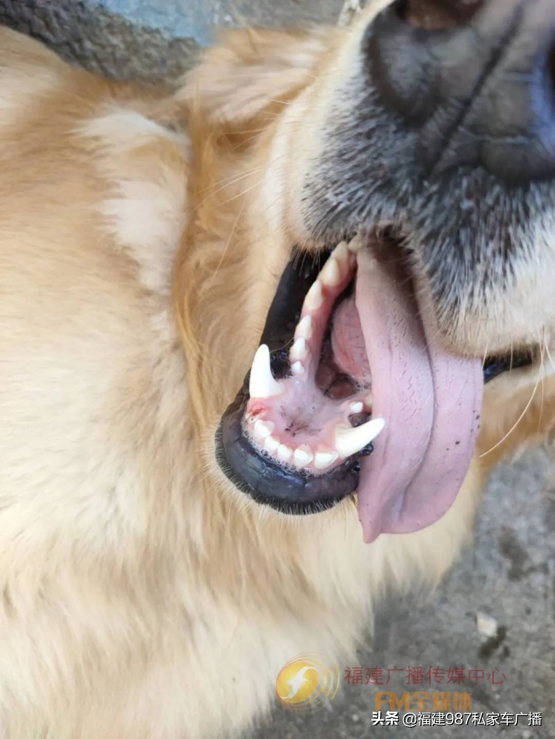 被撞离开只算逃逸不属于肇事,交通肇事送医后逃走算逃逸吗